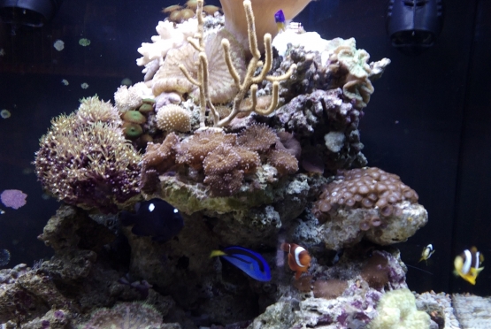 peces marinos, acuarios marinos, corales, crustáceos anémonas, alimentación, sal para acuarios marinos, vitaminas para acuarios, medicamentos 